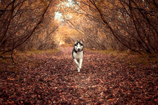 Siberian husky dog in autumn