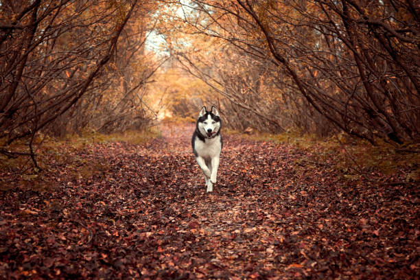 Siberian husky dog in autumn stock photo