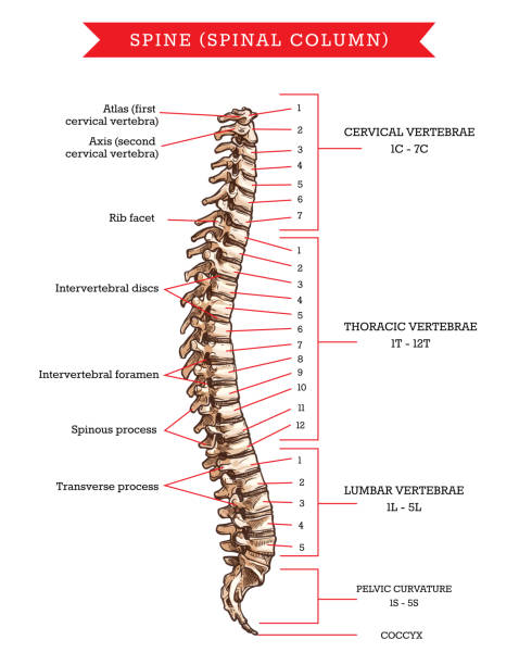 ilustraciones, imágenes clip art, dibujos animados e iconos de stock de anatomía de los huesos de la columna vertebral, boceto vectorial de la columna vertebral - espalda partes del cuerpo