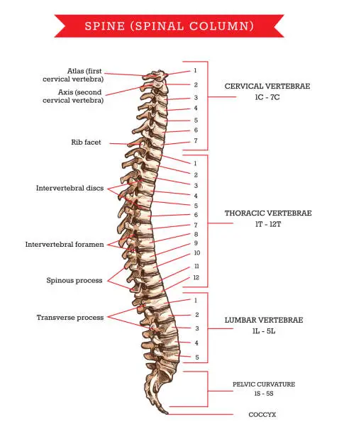 Vector illustration of Spine bones anatomy, vector sketch of backbone