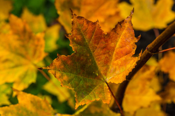 Colorful maple leaves in the autumn forest. Selective focus. Shallow depth of field.
