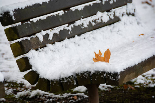 istock Park bench in winter with dead leaves on it 1280822369