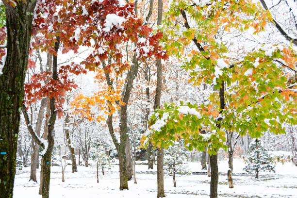 istock Colorful trees in the park in early winter 1280822401