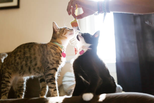 istock Cat sitting on couch looking at camera with sunshine in background 1280824803