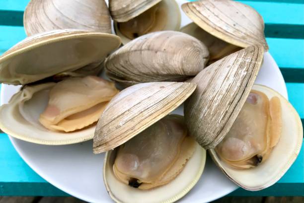Cherrystone Clams
