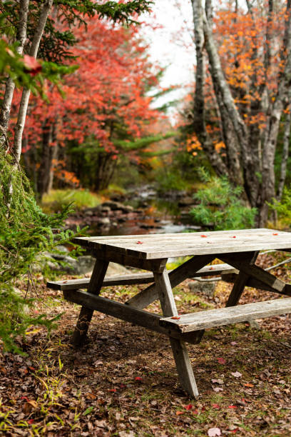 Riverside Picnic Table A wooden picnic table at the edge of a stream. fall picnic table stock pictures, royalty-free photos & images
