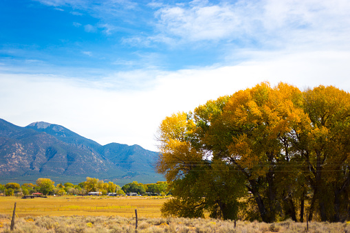 Taos, NM: Taos Prairie and Mountains with Autumn Cottonwood Stand