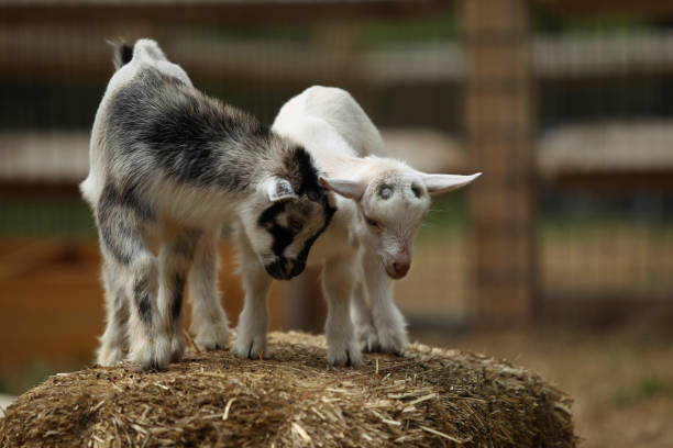 istock Lovely Baby Goats Play on Hay 1280826413