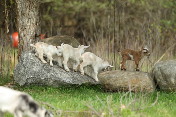 istock Lovely Baby Goats Play on Rock 1280826424