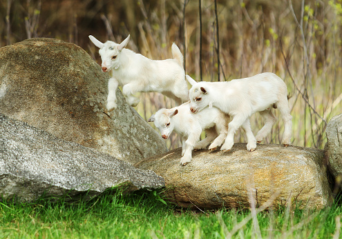 Playful young goat on a green meadow.