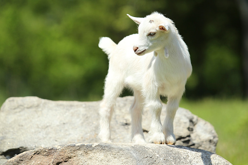 Lovely White Baby Goat on Farm, New England, US