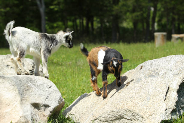 istock Lovely Baby Goats Play on Rock 1280826434