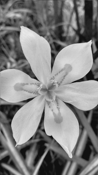 Lillium macrophotography in monochrome