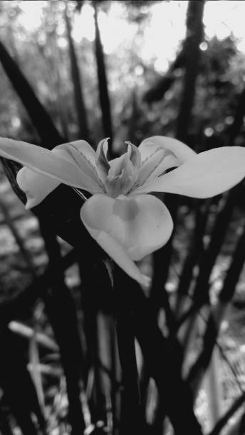 Lillium macrophotography in monochrome
