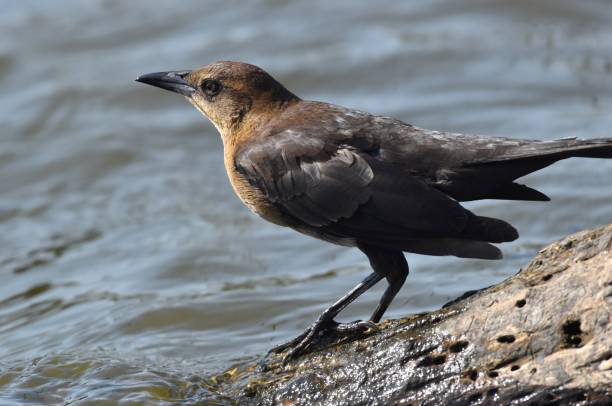 istock A female great-tailed grackle at the water's edge 1280828808