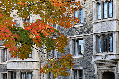 Maple tree with glorious fall colors in front of gothic style stone college building