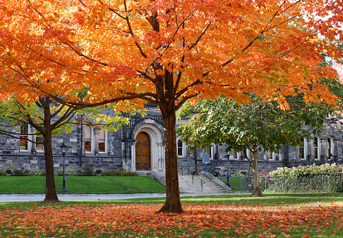 Maple tree with glorious fall colors in front of gothic style stone college building