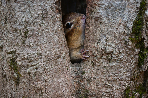 Eastern chipmunk peeking from cavity in sugar maple tree