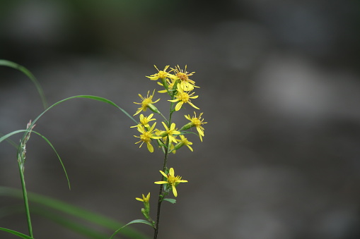 Yellow flowers of Senecio nemorensis at top of mountain  in Yatsugatake Moutain at Nagano  Prefecture
