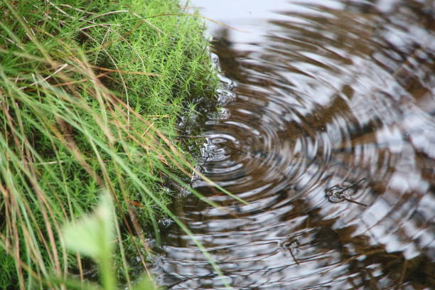 vacation, landscape, lake, rainy, rain, morning, pond, beach, pebbles, pebble, reeds, reed, overgrown, drops, drop, circles, circle, water, rains, heavily, heavy, flood, garden, climbing, plants, hedgecliper, crawl, wall, above, water, clean, cold, weather, parthenocissus, tricuspidata, green, plant, climber, brown, red, typha, latifolia, cattail, minima, park, hedge