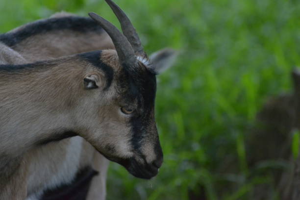 istock Cabrio cabrito male goat 1280834356