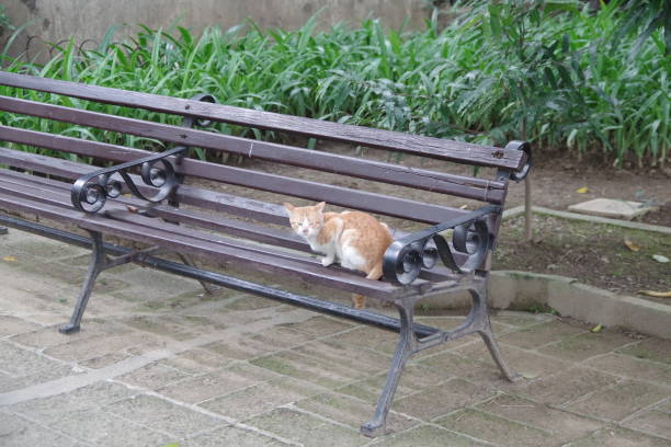 istock Cat in Fort Santiago Manila 1280834391