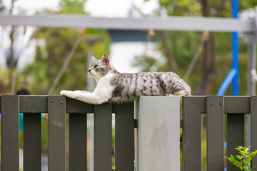 Domestic cat with black and white fur sits on the garden fence and enjoys the evening quietness. Female kitten observing the environment in the backyard