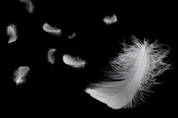 istock Soft light fluffy a feathers floating in the dark. Feather abstract freedom concept background. Isolte on black background. 1280838781