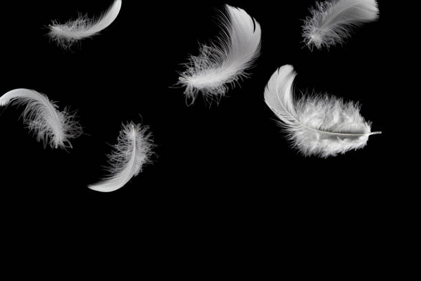 istock Soft light fluffy a feathers falling down in the dark. Feather abstract freedom concept background. Isolate on black background. 1280838877