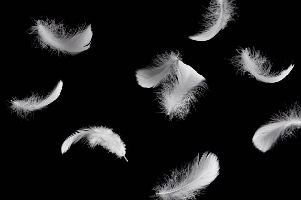 istock Soft light fluffy a feathers floating in the dark. Feather abstract freedom concept. Isolate on black background. 1280838911