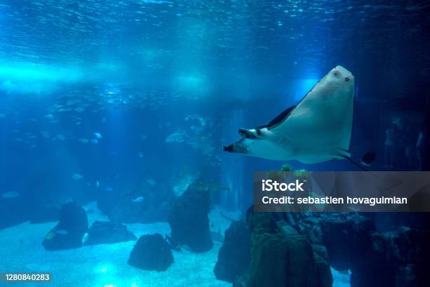 Discovery Of The City Of Lisbon In Portugal Romantic Weekend In Europe Oceanário Of Lisboa Stock Photo - Download Image Now