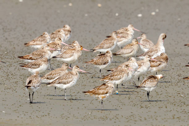 istock Bar-tailed Godwit - Limosa lapponica 1280841705
