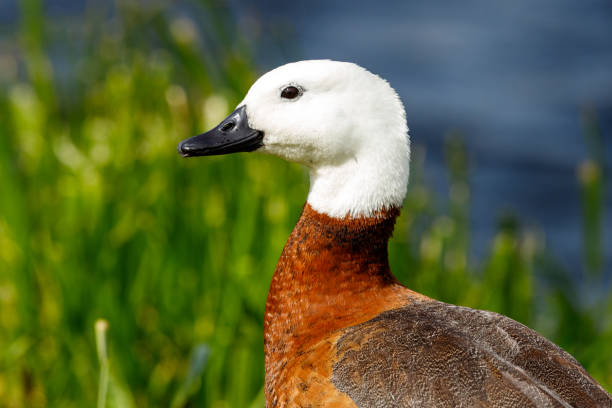 paradise shelduck -tadorna variegata - gattung kasarkas stock-fotos und bilder