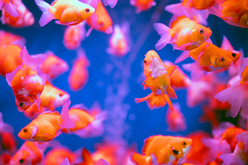 Some pet fish are in the aquarium