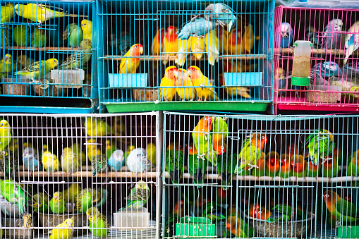 A very beautiful scenery of Baazigar bird in the cage .