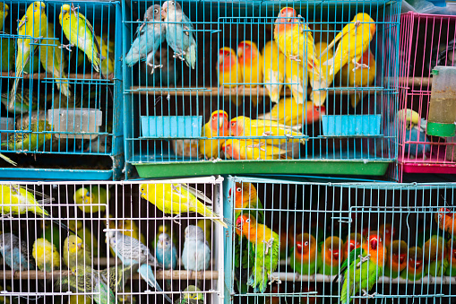 Many parrots in cages