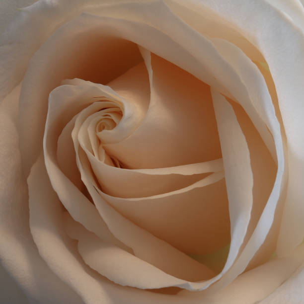 istock Beautiful Blush Pink Rose 1280843502