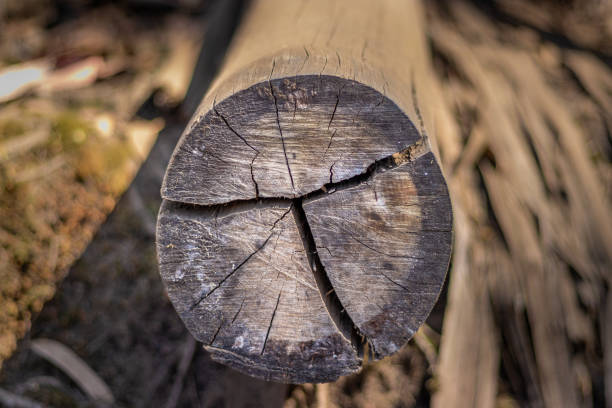 Wood dry art pattern done by nature. Wood art done by nature due to long exposure in different weather.