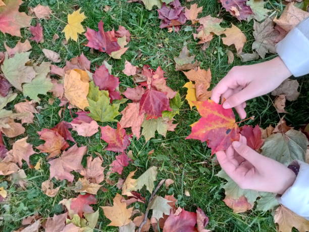 istock Multicolored autumn leaves on a green grass 1280844540