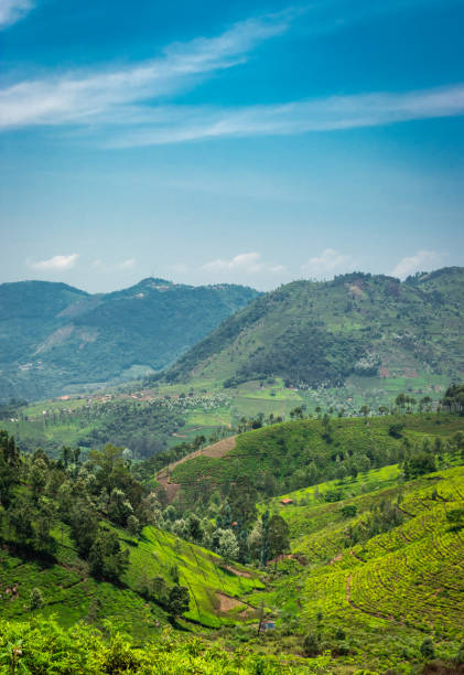Tea gardens in the foothills of western ghat Tea gardens in the foothills of western ghat image take at India. The landscape is amazing with Green tea plantations in rows. tamil nadu stock pictures, royalty-free photos & images