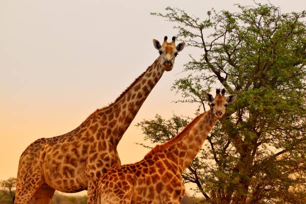 istock Giraffes in the Savanna 1280847298