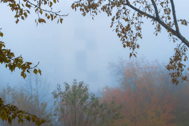 istock Falling trees in the morning fog. Soft focus 1280848237