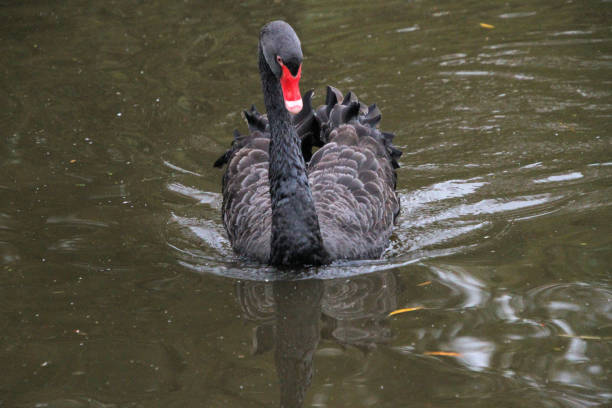 istock A Black Swan on the water 1280848323