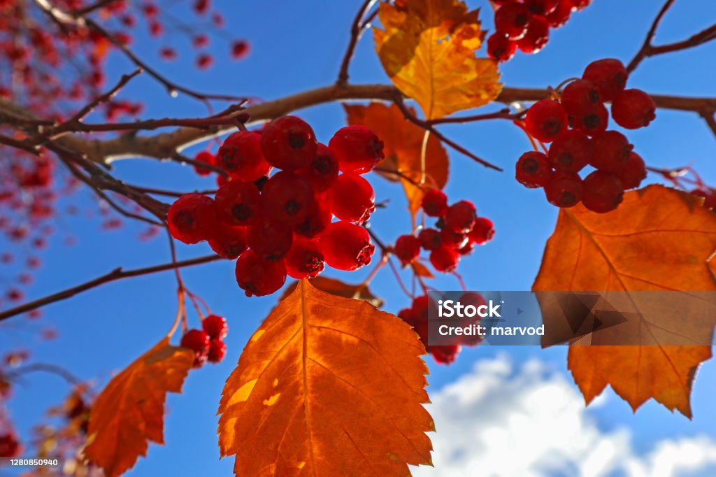 붉은 열매와 산사나무의 노란 잎 0명에 대한 스톡 사진 및 기타 이미지 - 0명, 가을, 계절 - iStock