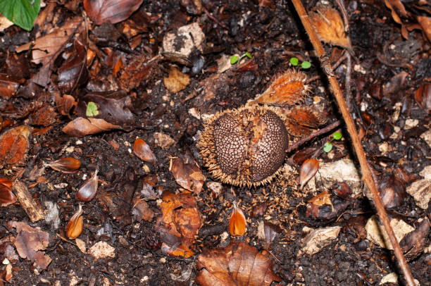istock a spiny puffball with partly lost spines 1280851142