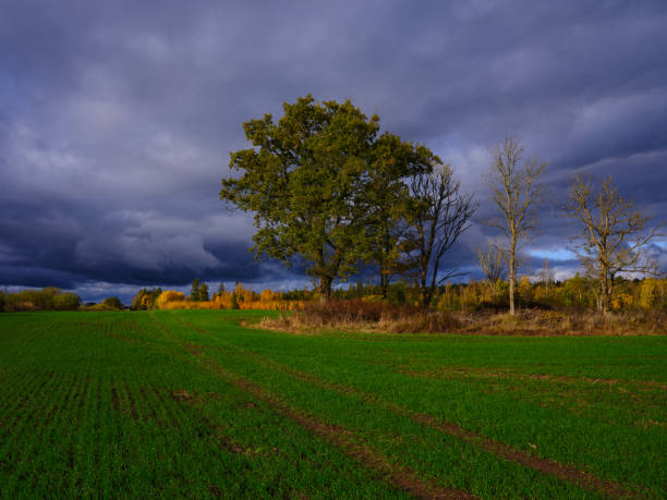 Winter wheet flield in Autumn