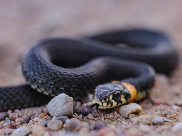 istock Grass snake on a gravel road 1280852223