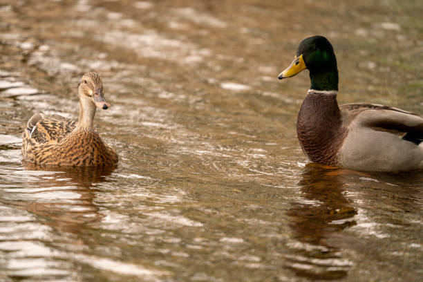 istock Mallard duck on the water 1280853107