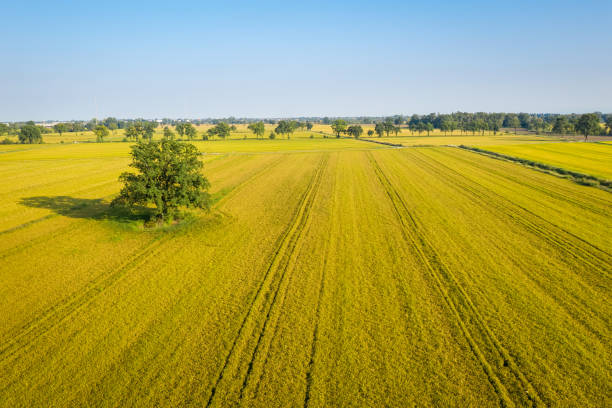 istock Beautiful drone view of rice fields 1280855809