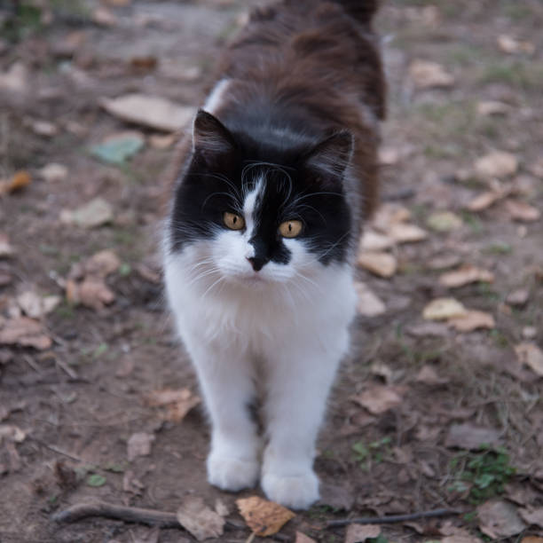 istock Cat black and white color. Close-up portrait. 1280855870